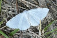 Lomographa bimaculata