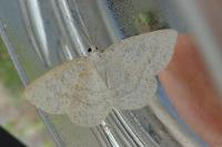 Cabera exanthemata