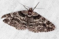 Cleora cinctaria