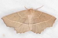 Gerinia honoraria