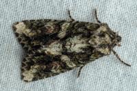 Dryobotodes eremita