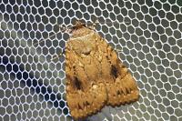 Amphipyra pyramidea