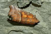 Scoliopteryx libatrix