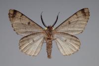 Hypomecis roboraria