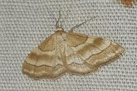 Idaea circuitaria