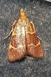 Hypsopygia rubidalis