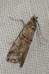 Pempelia palumbella