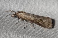 Megasis rippertella