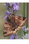 Euclidia glyphica