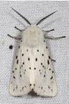 Spilosoma lubricipeda