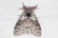 Calliteara pudibunda