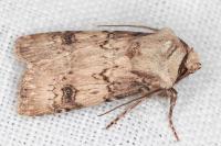 Agrotis puta