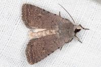 Caradrina flavirena