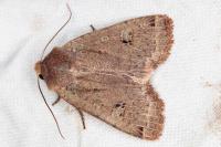Conistra erythrocephala