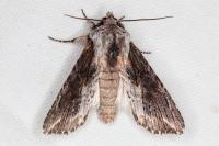 Egira conspicillaris