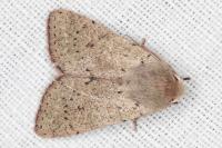 Orthosia cruda