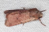 Spudaea ruticilla