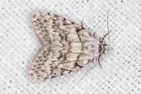 Nola cicatricalis