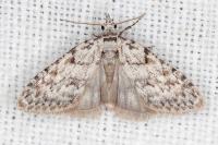 Nola cicatricalis