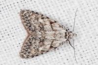 Nola cicatricalis