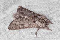 Dicranura ulmi