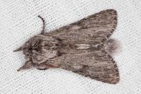 Dicranura ulmi