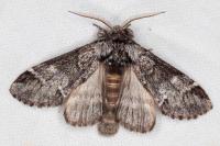 Drymonia dodonaea