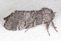 Drymonia ruficornis