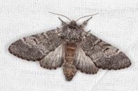 Drymonia ruficornis