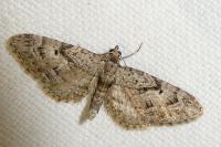 Eupithecia pusillata