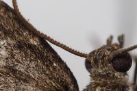 Thera britannica