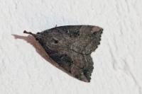 Hypena rostralis