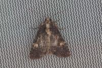 Mesapamea secalis