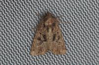 Mesapamea secalis