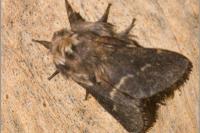 Poecilocampa populi populi