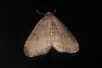 Operophtera brumata