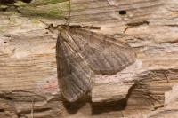 Operophtera brumata