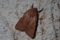 Agrochola lychnidis
