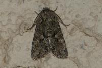 Dryobotodes eremita