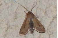 Mythimna unipuncta