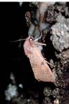 Ammopolia witzenmanni