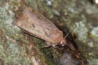 Conistra erythrocephala