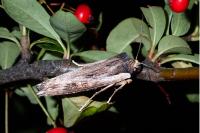Xylena exsoleta