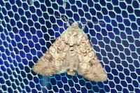 Anarta trifolii
