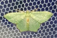Hemithea aestivaria