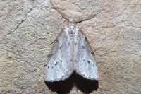 Eumannia oranaria
