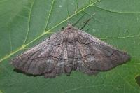 Nychiodes obscuraria