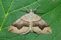 Scotopteryx angularia/moeniata