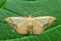 Idaea ostrinaria