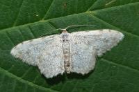 Scopula